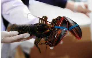 安徽“海味”新通道 合肥周谷堆進(jìn)境食用水生動物指定口岸正式開檢運(yùn)行